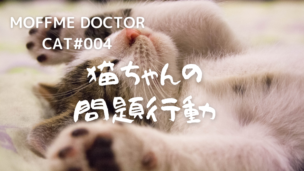【MOFFME DOCTOR CAT】猫ちゃんの問題行動どう対処する？？のサムネイル画像